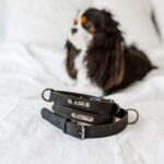 Pet Collar: Buckle