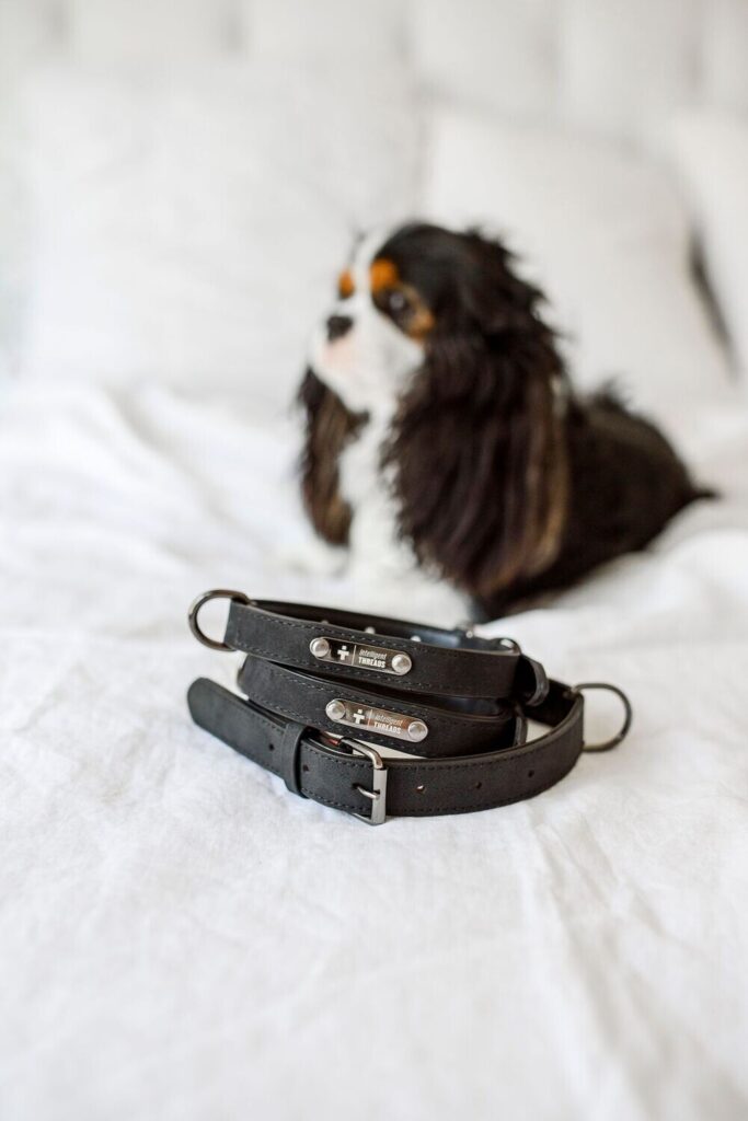 Pet Collar: Buckle