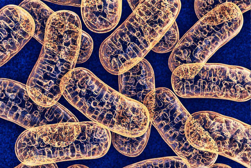 Cellular Energy