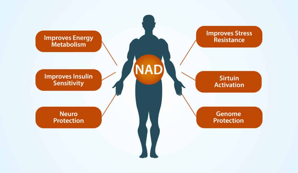 Be Interested in NAD+ Optimization